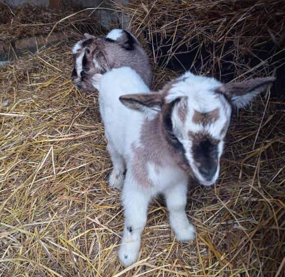 חדר סטנדרט עם מרפסת, La Caigola