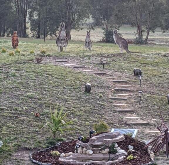 חדר משפחתי דלוקס, Australian Wildlife At Your Door