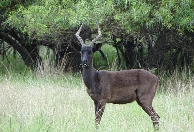 شاليه غرفة نوم واحدة, Abba Game Lodge