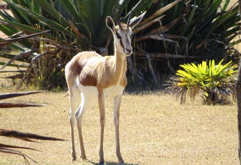 شاليه غرفة نوم واحدة, Abba Game Lodge