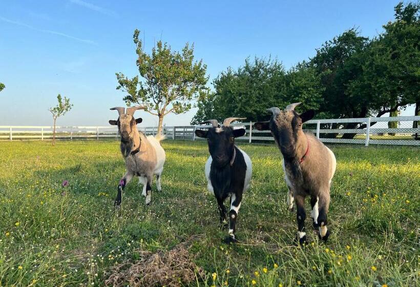 Номер Стандарт Вид на Бассейн, Residence La Salamandre