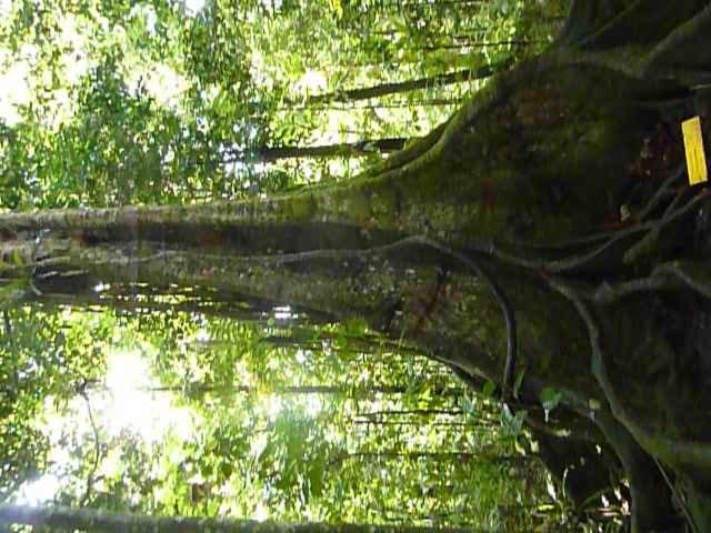 آپارتمان 1 خوابه با چشمانداز استخر, Les Jardins Des Balisiers