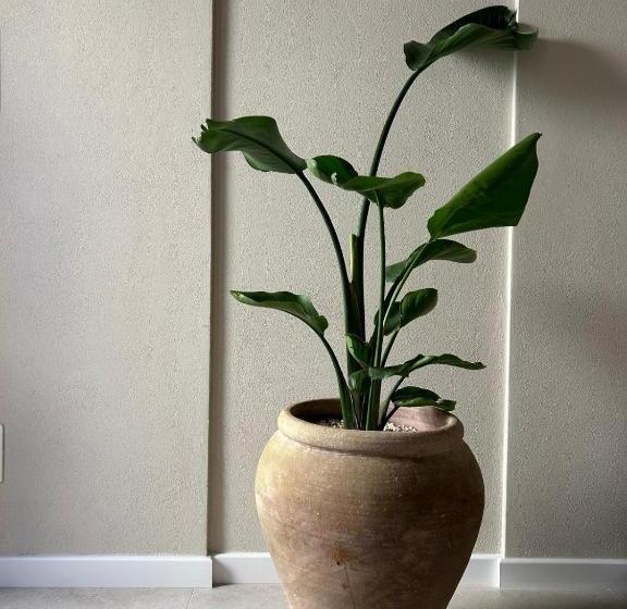 اتاق سوپریور, Notus Rooms