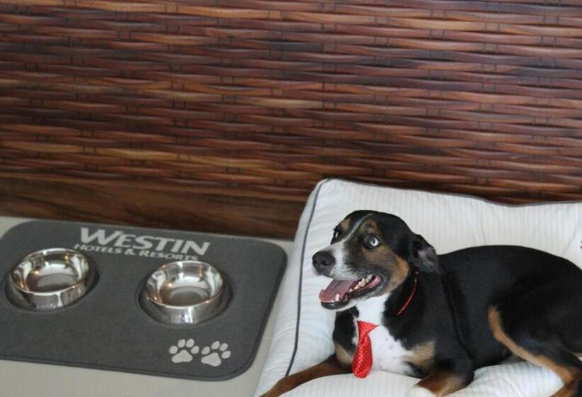 جناح سرير كينج, The Westin Cozumel