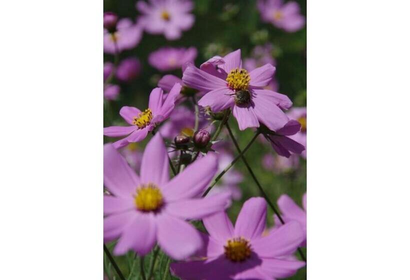 标准工作室, Ryoso Chatani   Vacation Stay 43144v