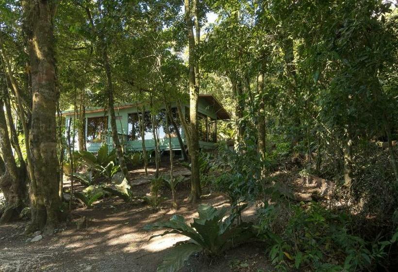 اتاق استاندارد, Flor De Bromelia