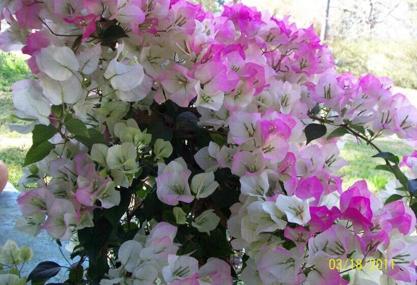 스탠다드 룸, New Vilard