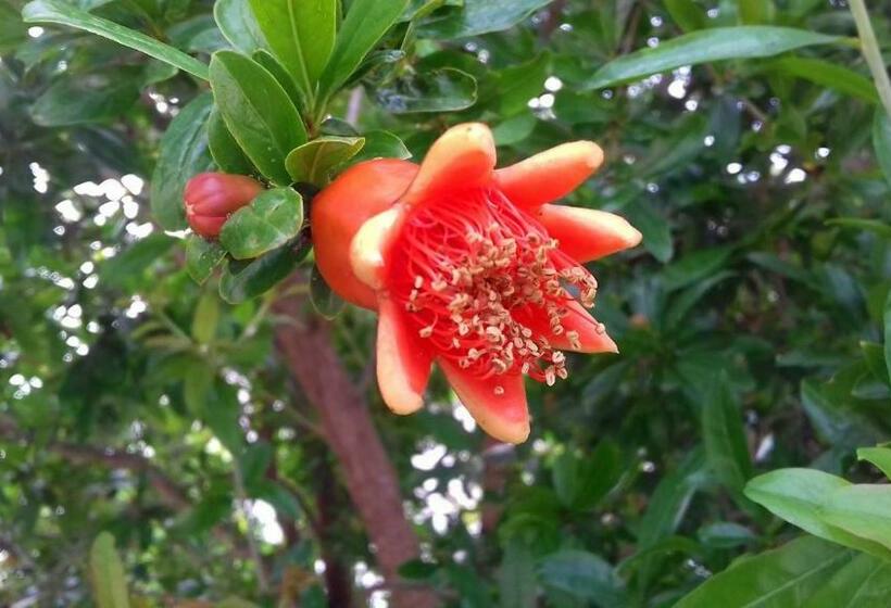 Suite with Terrace, The Proud Garden