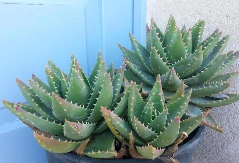 Suite with Terrace, The Proud Garden