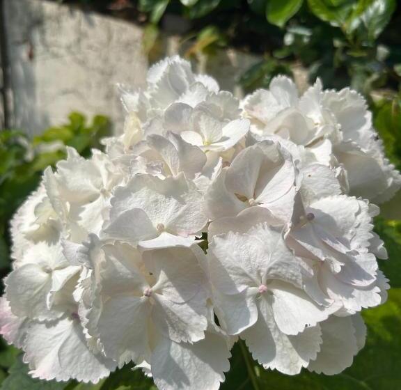 سوییت با چشم‌انداز باغ, Residenza Ambrogi