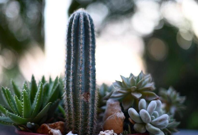 １ベッドルームアパートメント, B&b Dei Fiori