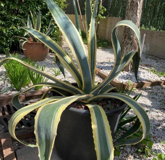 חדר סטנדרט, Tencarola B & B