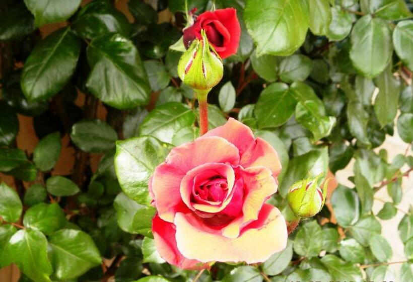 חדר סטנדרט עם מרפסת, Bed&breakfast La Siepe