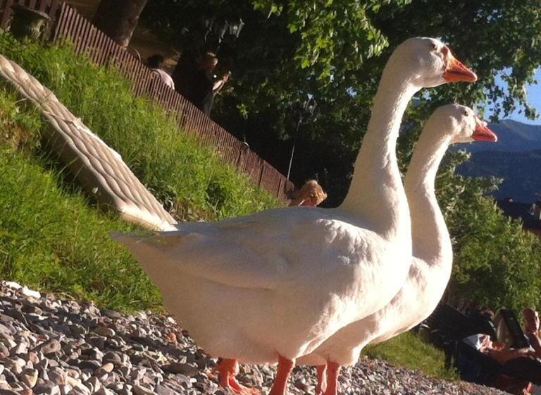 غرفة قياسية مطلّة علي الحديقة, B&b Le Ortensie  Lago Di Como