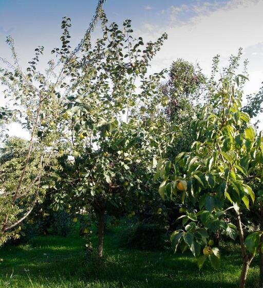 سوییت, B&b Stradivari