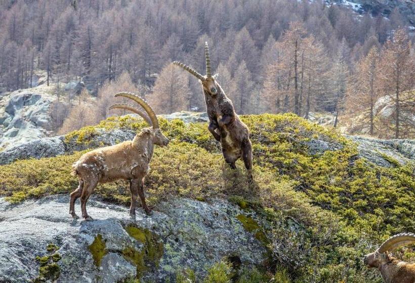 스탠다드 트리플 룸, Albergo Gran Paradiso