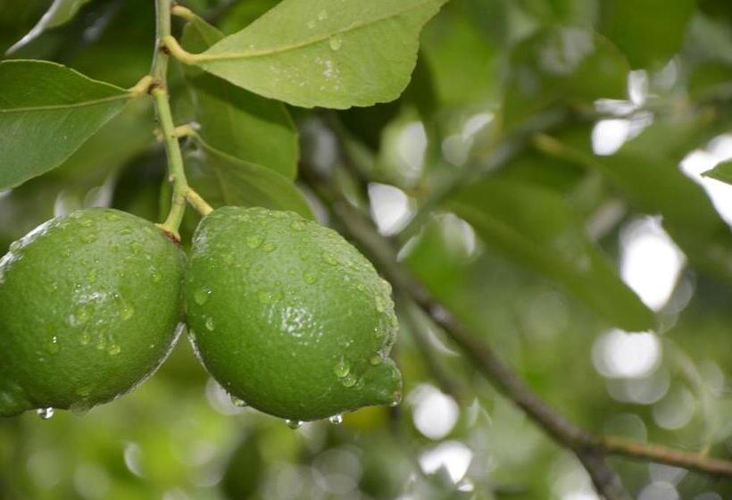 חדר סטנדרט יחיד, Magnolia Place Guest Houses