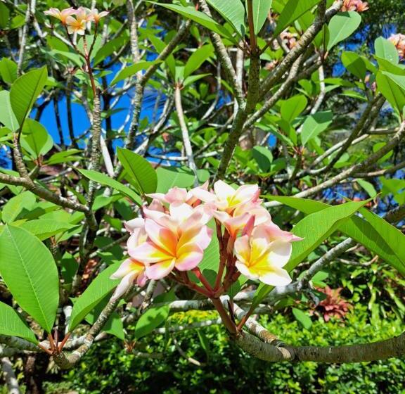 Bungalow Standart Vista Jardim, Jasmin Resort Sha Plus