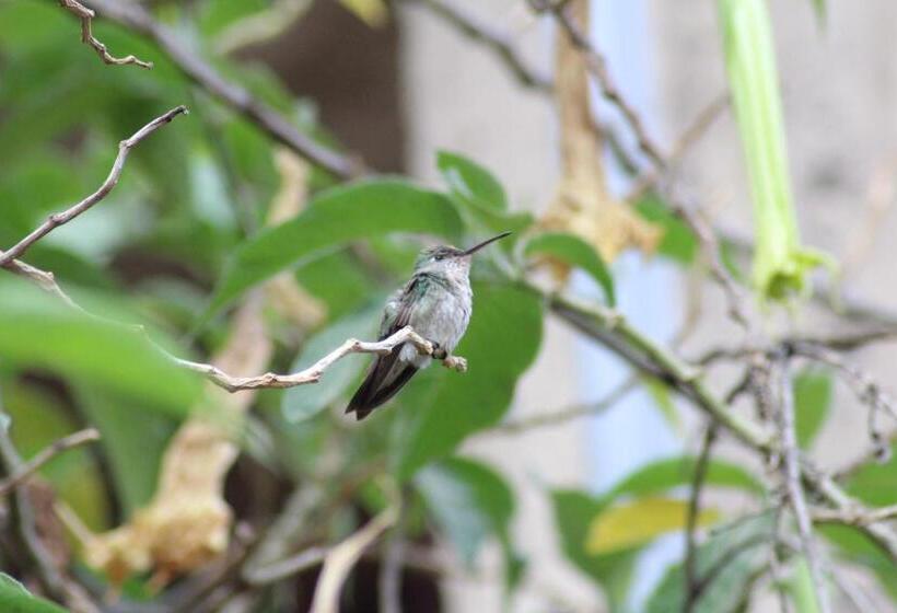 标准单人间, Las Portadas