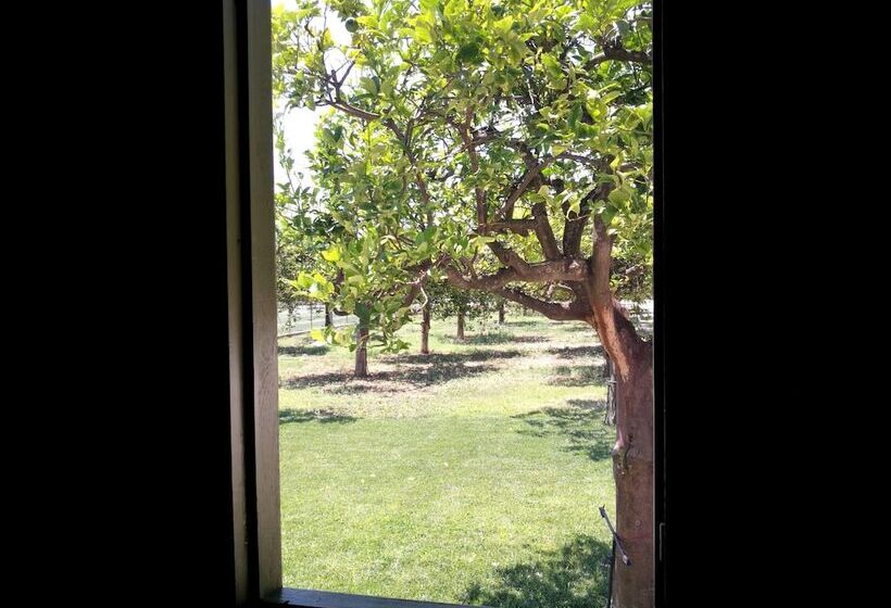 经济房, Terra Dei Limoni