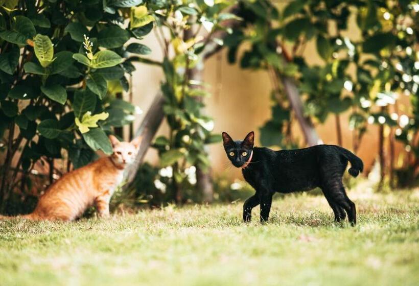 Bungalow Deluxe, Bali Mynah Villas Resort