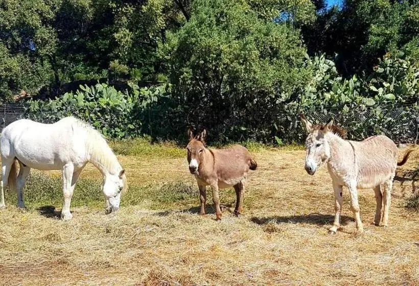 １ベッドルームハウス, Ferme De Chiuni