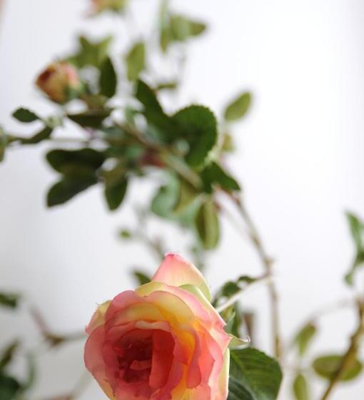 수피리어 룸, Domaine Borgnat