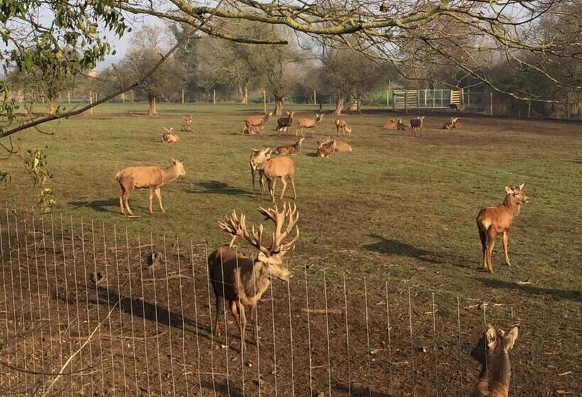 デラックスルーム, The Andel