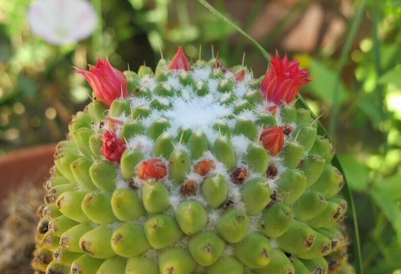 اتاق استاندارد, Casa Colonica Liliane B&b