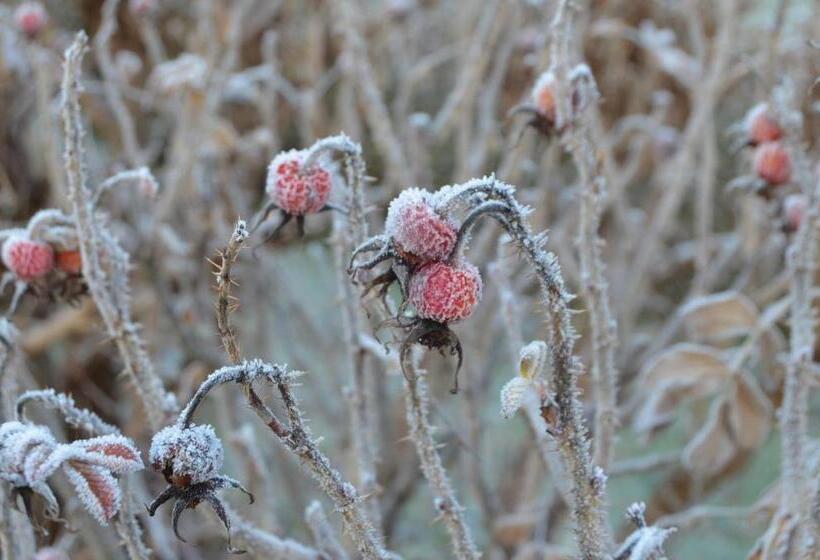Апартаменты 1 Спальня, Haus Treffer