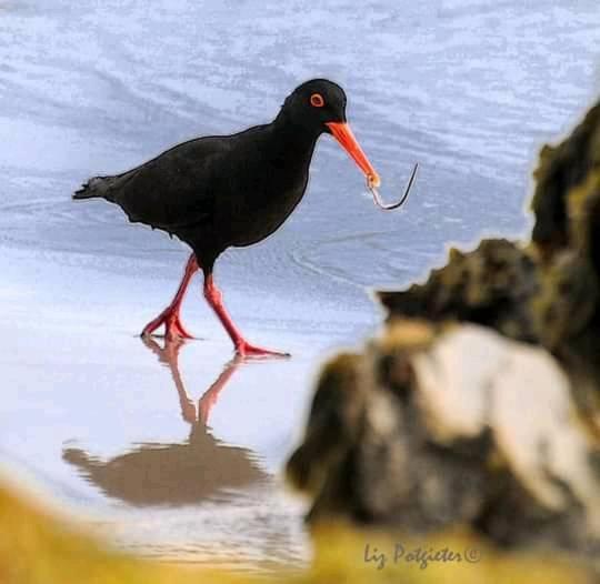 خانه 1 خوابه, Anchor's Rest