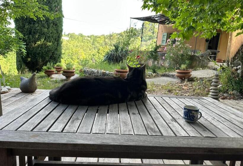 سوییت جونیور, Domaine D Angouire