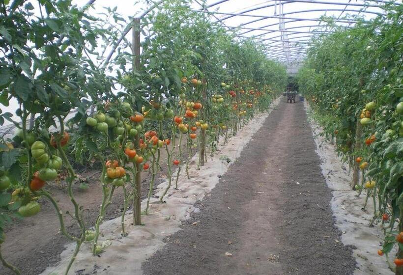 חדר סטנדרט לשלושה, Turismo Rural El Gobernador