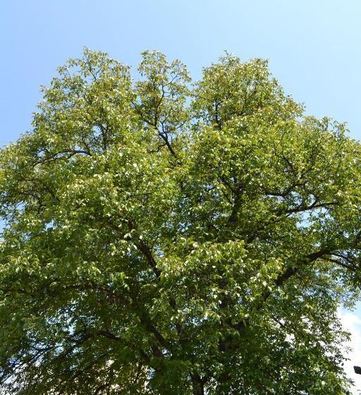 キングサイズベッドのスタンダードルーム, Casa Camelia