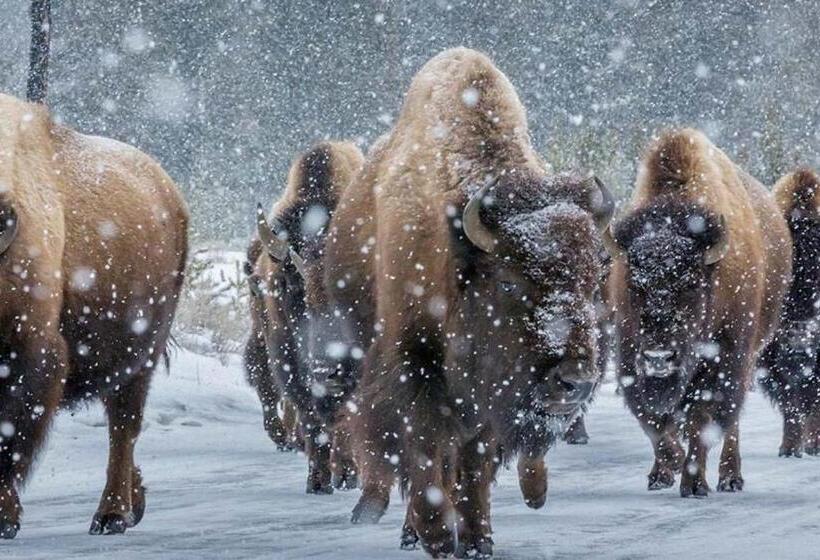 جناح كومفورت, Cowboy's Lodge
