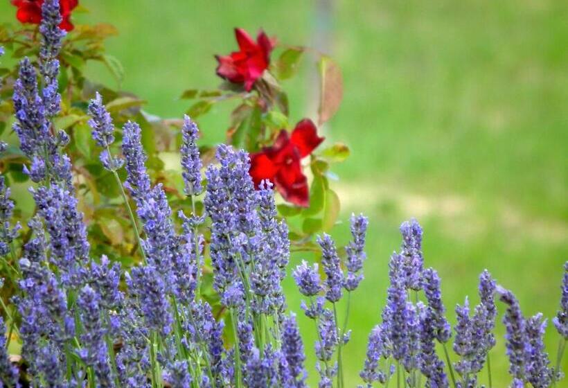 شقة غرفة واحدة, Case Brizi 10