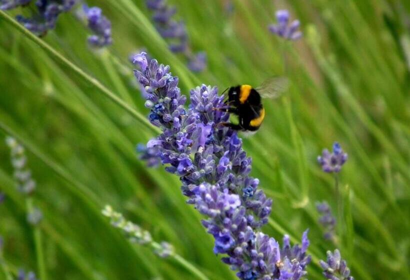 شقة غرفة واحدة, Case Brizi 10