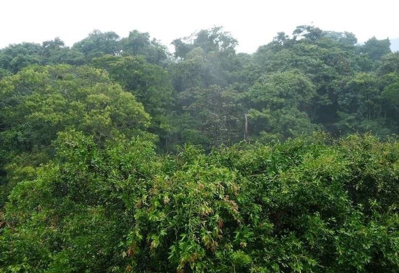 غرفة قياسية رباعية, Pibi Boreal