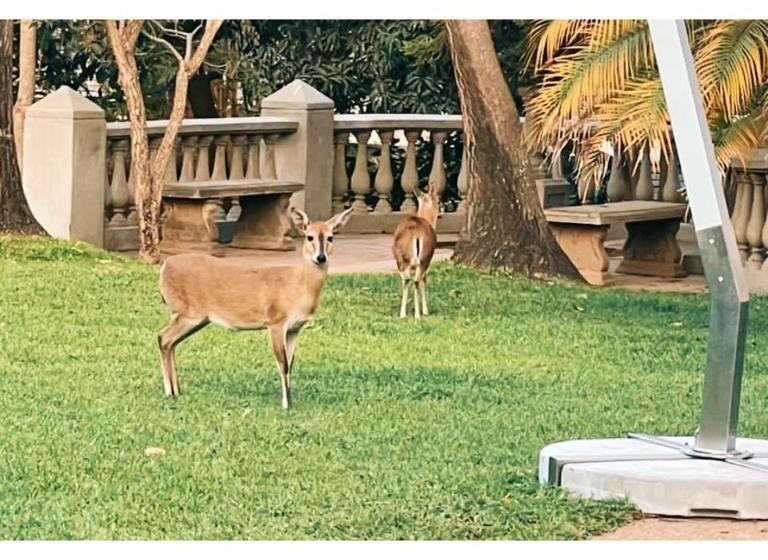 اتاق استاندارد, The Leslie Executive