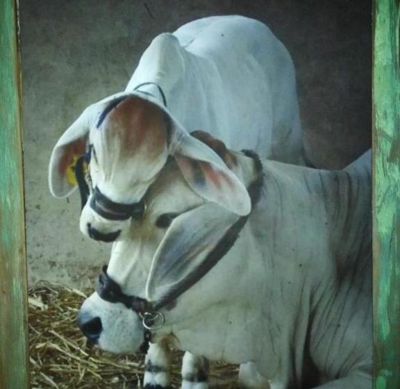 اتاق لوکس, Die Windpomp Guesthouse