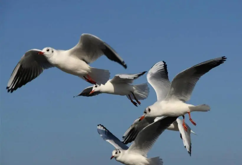 バルコニー付き１ベッドルームアパートメント, Pension Seeadler