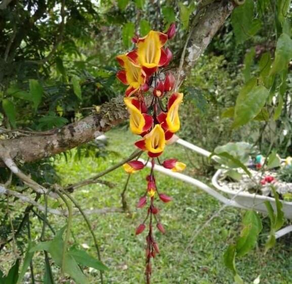 一居室高级别墅, Pousada Portal Do Bosque
