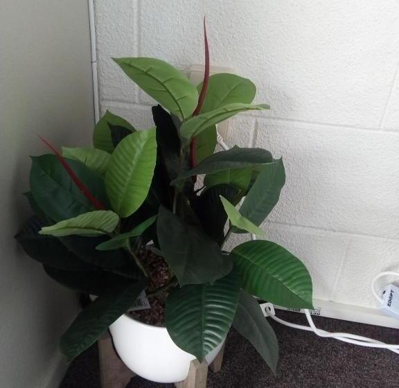 חדר סטנדרט לשלושה, Redwood Lodge Motel