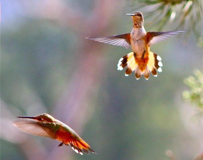 اتاق لوکس, Sedona Cathedral Hideaway B&b & Spa