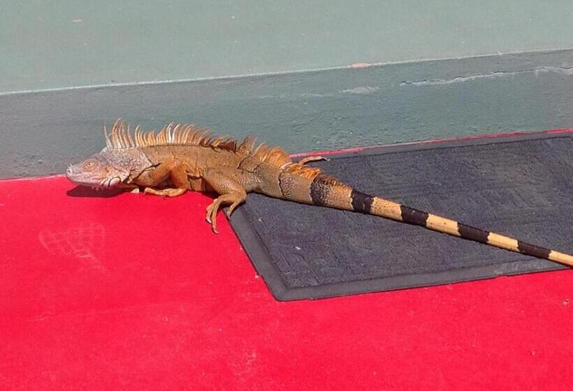 سوییت دوبلکس, Inn At White Horse Guest House