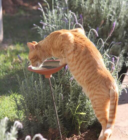 اتاق استاندارد اینتریور, 86 On Jubilee