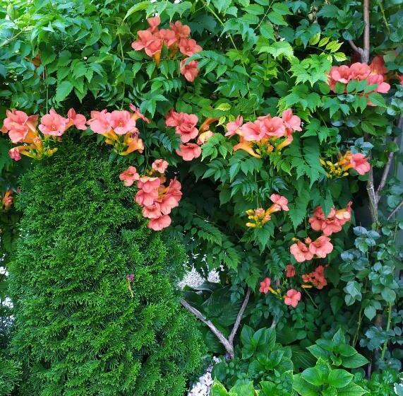 اتاق استاندارد با بالکن, Guest House Pansion 10