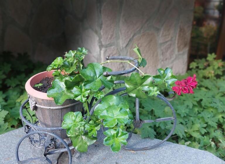 Номер Стандарт Трехместный, Guest House Planinski Zdravets