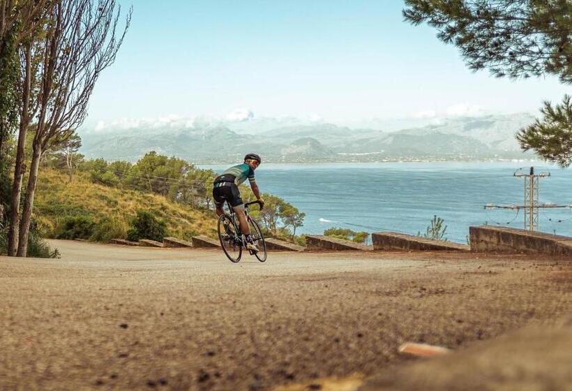 スタンダードルーム, Tora