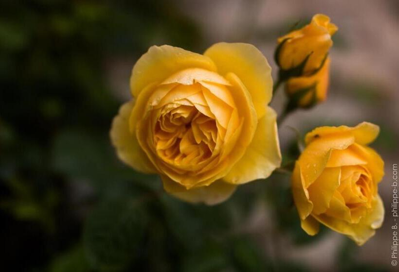 إستوديو ديلوكس, Les Hauts De Chalonne